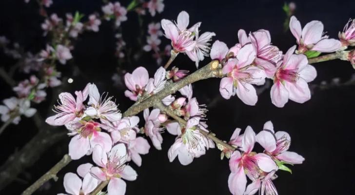 探秘桃花的生长环境（桃花的生长地方条件及适宜栽种方式）