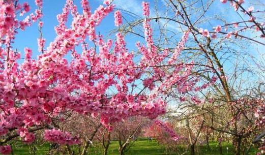 了解“桃花开花时间”科普桃花一次开花的周期