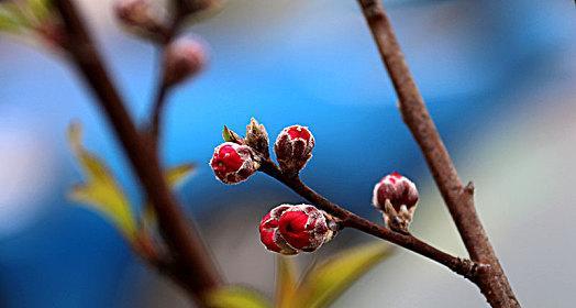 探秘桃花花骨朵的奇妙之处（桃花花骨朵的构造和意义）