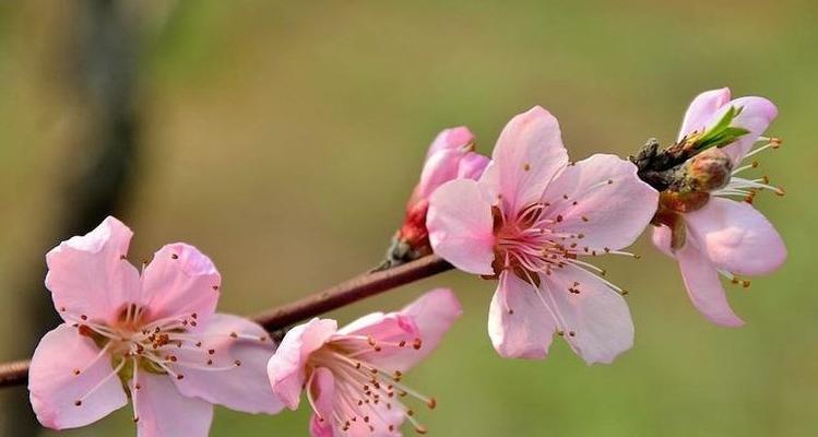 探秘桃花花语的深刻含义（桃花代表的意义和人生启示）