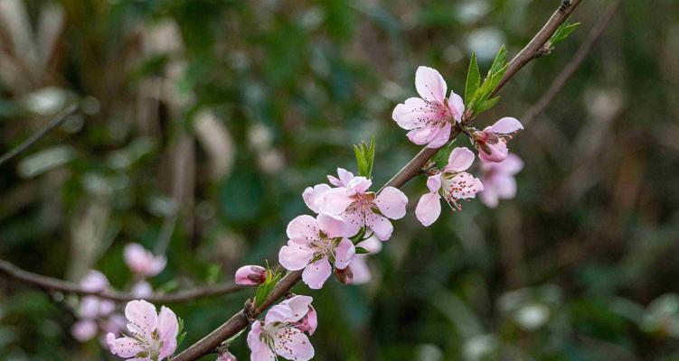 揭秘桃花开花时间（春季的美丽盛宴）