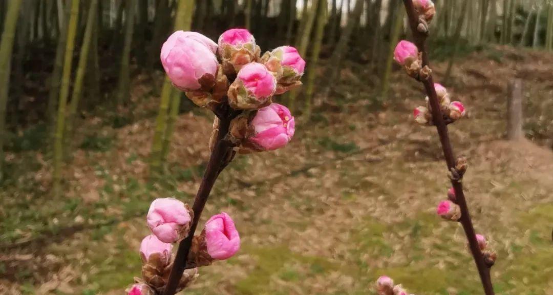 探究桃花生长的环境条件及特点（从气候）