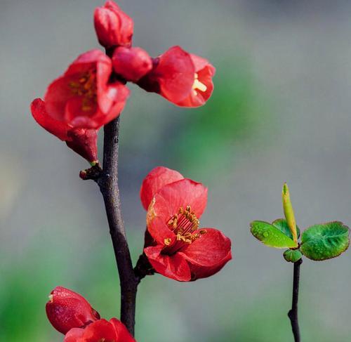 探访中国南部城市——桃花城的市花之美