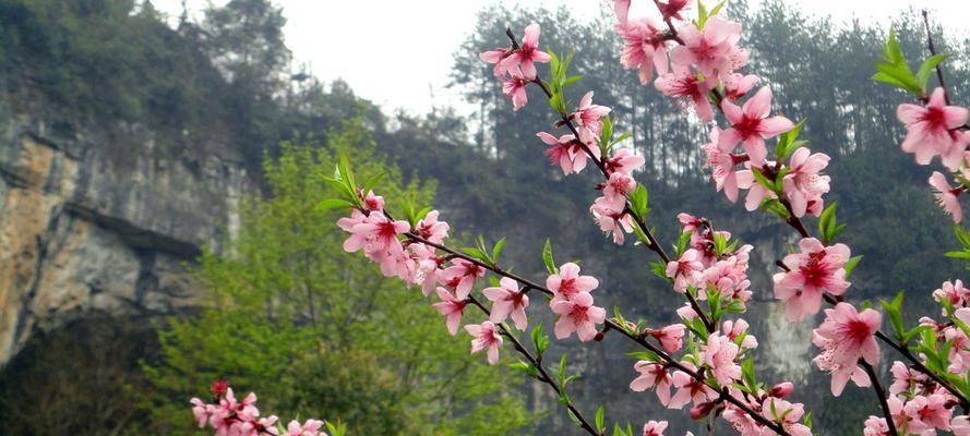 桃花飘香，美丽如诗（桃花开放的美丽景象与意义）