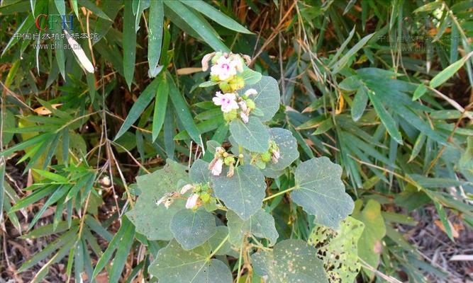 揭秘“完全花”真相（桃花究竟是不是完全花）