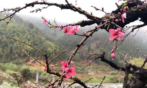 桃花树开花时间及特点（春日芳菲）