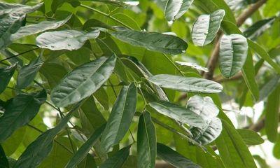 探究神秘的“桃花芯木”之产地与材质（探秘桃花芯木的来源及独特之处）