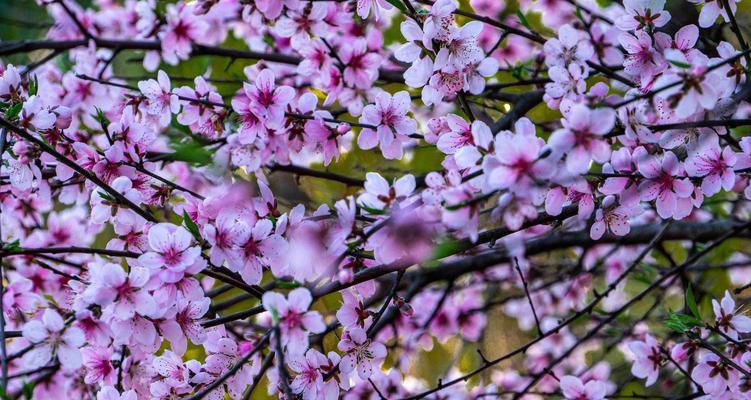 缤纷如梦——探秘各色彩的桃花世界（色彩与个性相伴）