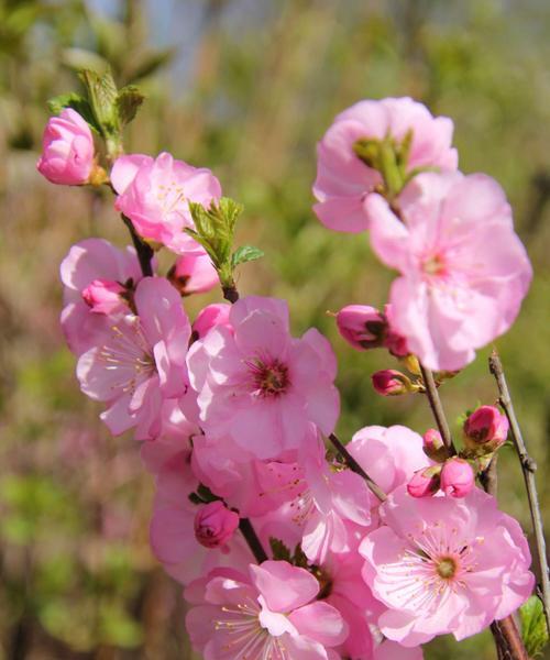 探秘桃花（桃花别名及文化内涵）