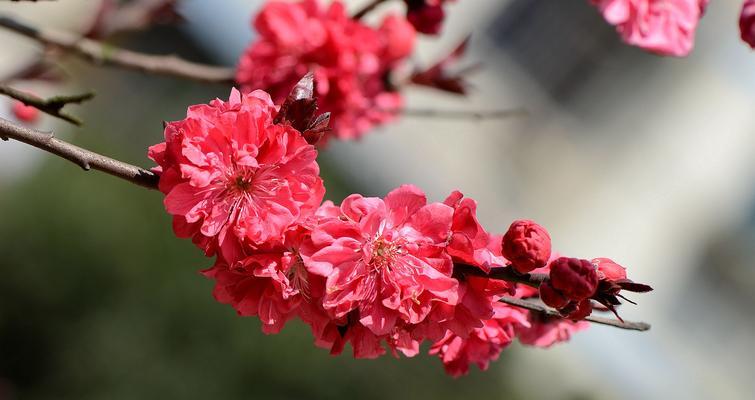 桃梅一年开几次花（了解桃梅的开花周期）