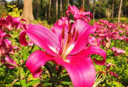 永远幸福的花海——玫瑰花的花语（爱与幸福的象征）