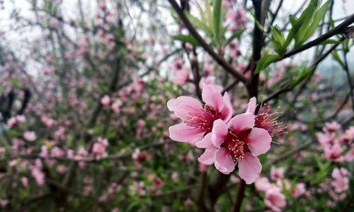 桃树春天怒放花海（盛开的美景与文化背景）