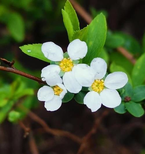 真诚的心——以百合花为主题的花语之旅（用百合花传达真挚情感的魅力与力量）