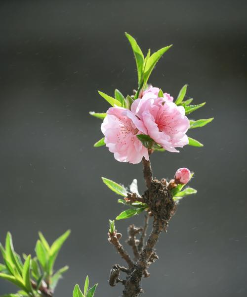 桃树花的颜色（探究桃树花的颜色种类与分布）