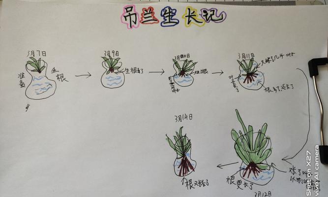 如何浇水才能让盆栽桃树长得更茂盛（盆栽桃树浇水的注意事项及方法）