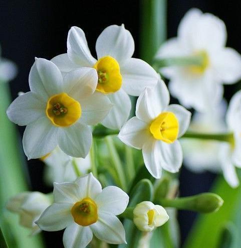 水仙花的花语与代表意义——芳香四溢、纯洁崇高的美丽之花（传递祝福与爱意的水仙花）