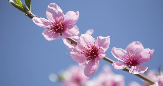 桃花的生肖寓意与象征（探寻十二生肖中与桃花相关的生肖）