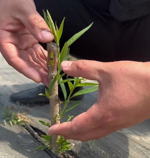 如何选择最佳的时间和技术方法进行桃树芽接（桃树芽接的技巧和时间要点）