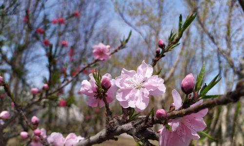 桃花的象征意义（桃花与爱情）