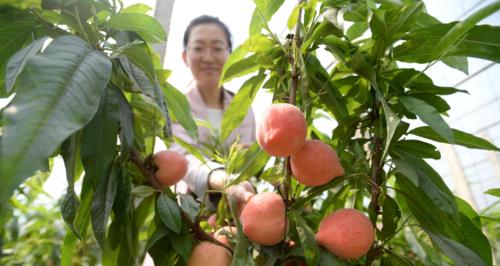 探秘桃子成熟季节（了解采摘时机）