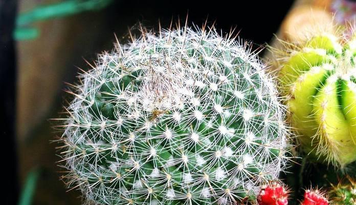 仙人球花语的象征与寓意（探寻仙人球花的内涵及其在生活中的意义）