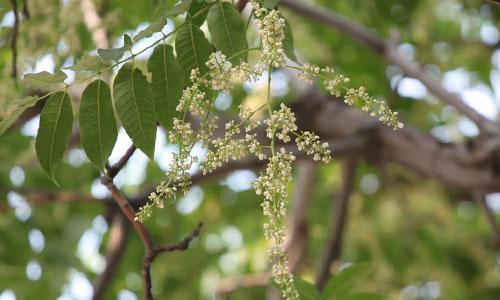 香椿树开花寓意与传说（揭秘香椿开花的神秘之处）