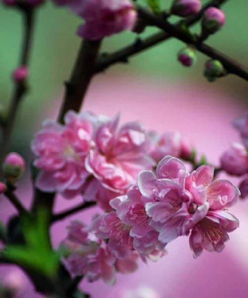 竹夹桃花的花语与含义（揭秘竹夹桃花的神秘花语）