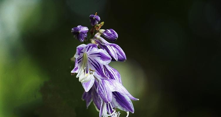 紫萼的花语（揭开紫萼花的秘密）