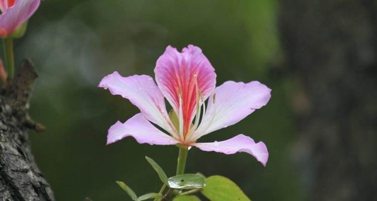 紫荆花花语之美-传达爱与希望的象征（紫荆花的花语与意义）