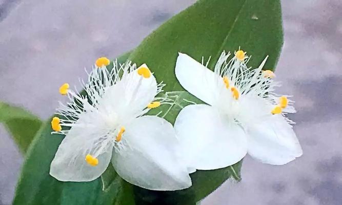 白花紫露草之意——传递美丽的纯洁与祝福（解读白花紫露草花语）