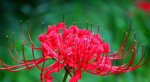 彼岸花的花语与神秘之美（探索彼岸花背后的花语及其意义）