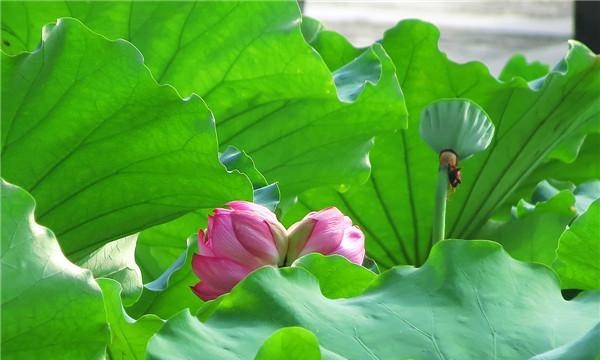 并蒂莲的象征意义及美学价值（探析并蒂莲的生命哲学与文化内涵）