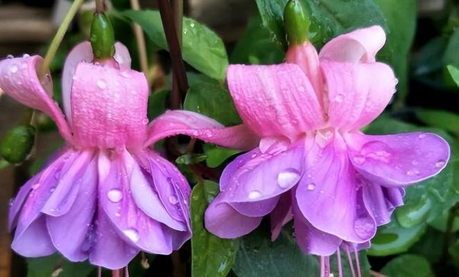 吊钟花的花语（探寻吊钟花的花语及其象征意义）