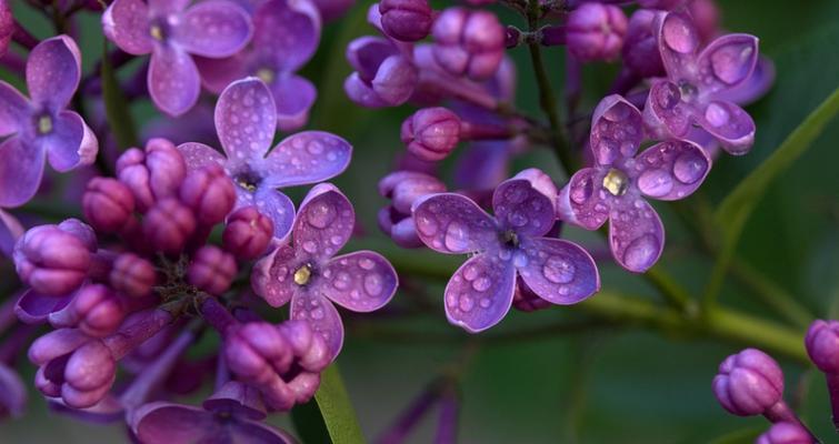 丁香花语与美好寓意（探究丁香花语的深刻内涵与象征意义）