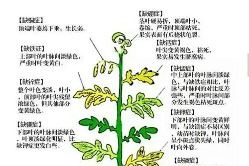 杜鹃病虫害防治方法与技术措施（打造健康优美的杜鹃花园）