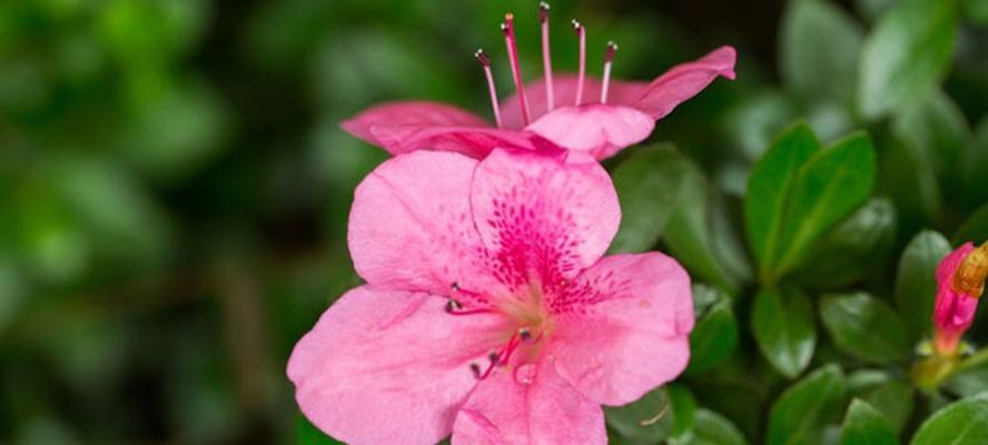 杜鹃花不怕寒冷，冬天也可开花（了解杜鹃花的秘密）