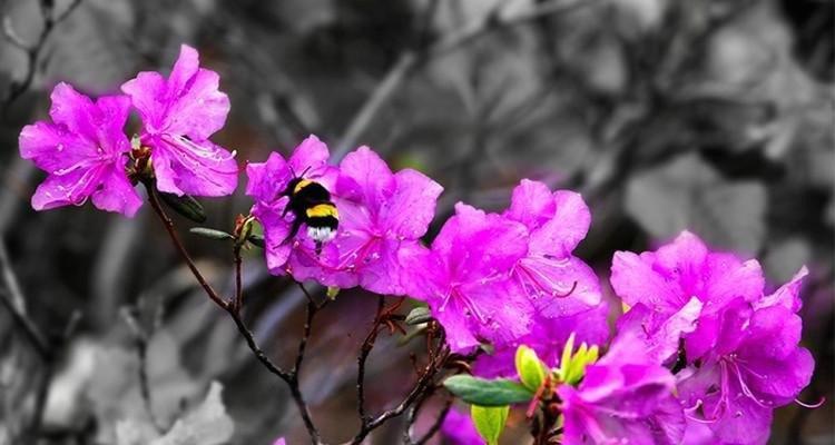 杜鹃花的花期及生长习性（一年四季的绚烂与变幻/花期）