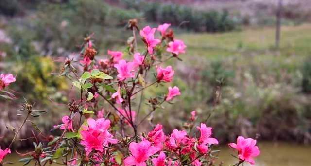 杜鹃花开花时间详解（春季盛开）