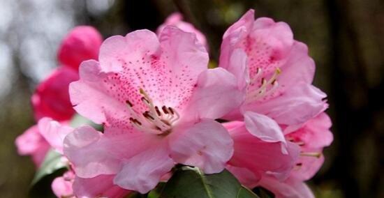 探秘杜鹃花的十大品种（花海缤纷）