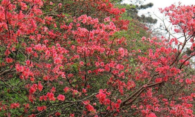 杜鹃花的地栽种植技巧（打造自家花园中的杜鹃花海）