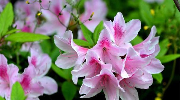 杜鹃花开的时间和花期（揭秘杜鹃花开的奥秘）