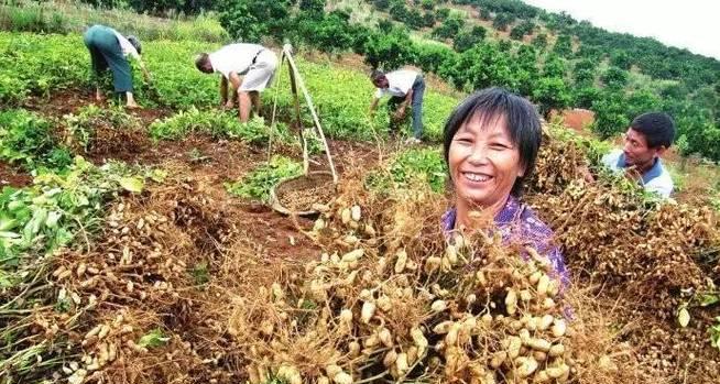 花生的生长周期及采摘时间（掌握花生的生长规律）