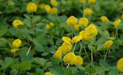 花生的开花时间与开花期（探究花生的生长周期）