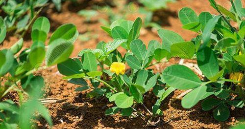 花生追肥时间及方法（科学合理的肥料管理可使花生产量翻倍）