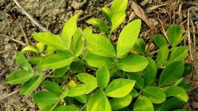 花生的生物分类与特性探究（揭秘花生被子植物的真面目）