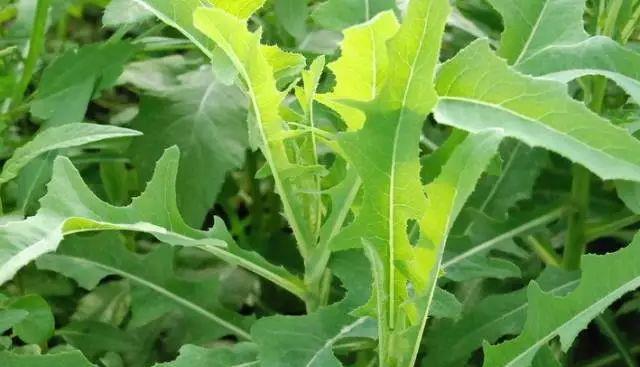 花生是单子叶植物吗（探究花生的分类特征）