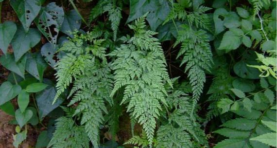 揭秘花生真正身份（从植物分类到营养价值）