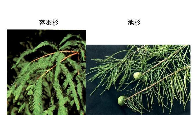 花生是裸子植物吗（探究花生的种子结构及其生殖方式）