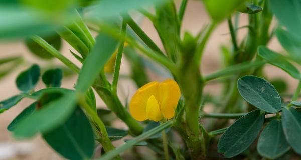 花生的种植与发展（探究花生的热带特性及其主要作物属性）