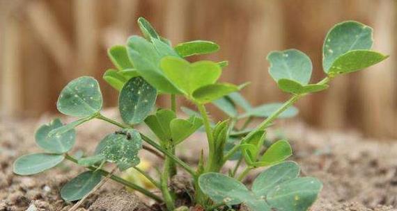 花生施肥秘籍（掌握适宜花生肥料打造高产花生田）